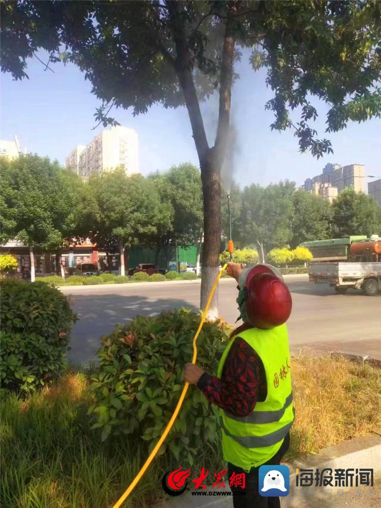 山东银湾物业曹县各项目部扎实开展夏季绿化养护工作 修剪打药双管齐下
