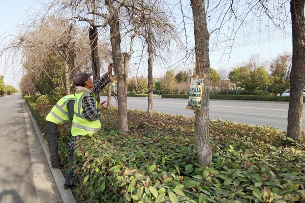 六街镇精细化管养绿化，多举措防治园林病虫害提升城市品质