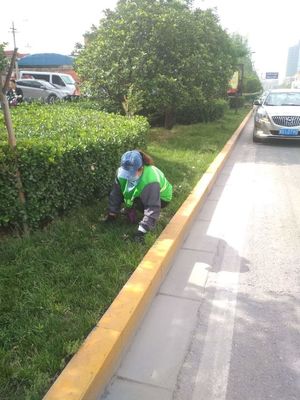 市园林局城市绿化养护管理处5月24日工作动态