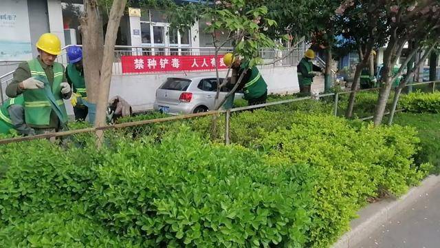 精细化管理绘就城市新景 诸城市园林绿化养护提升景观效果实践