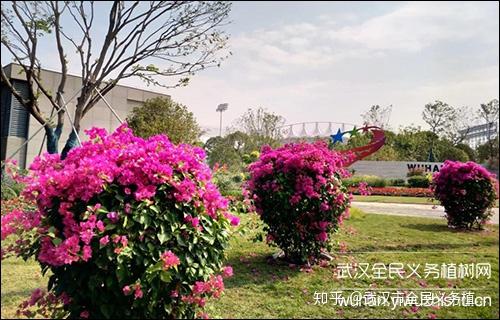 十一月武汉 绿意与芬芳交织的城市画卷